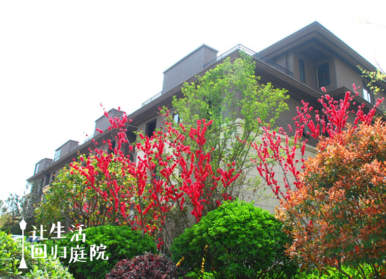 前后张望南阳50年：这样的天井，很难再有了！